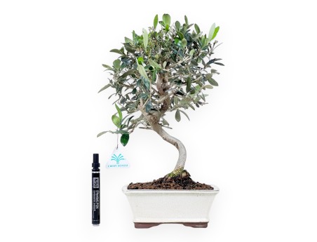 Bonsai von Olea von 39 cm | Creme rechteckig Topf