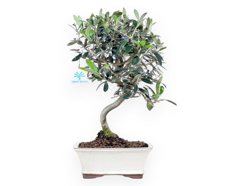 Bonsái de Olea de 39 cm | Maceta rectangular crema