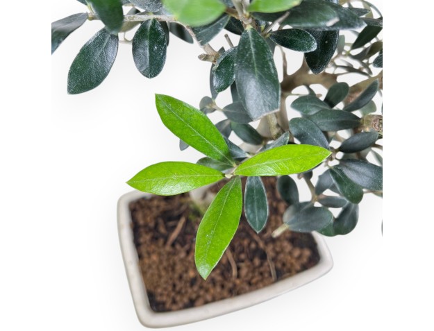 Bonsái de Olea de 39 cm | Maceta rectangular crema 2