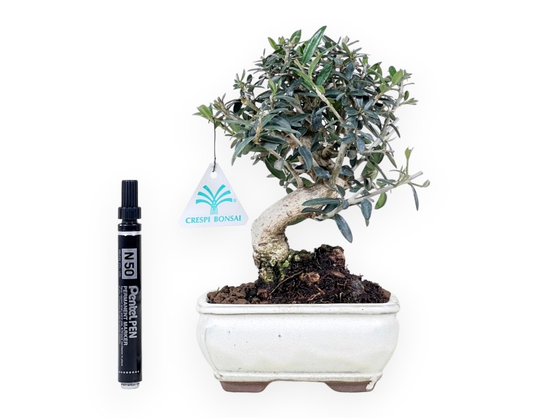 Bonsái de Olea de 23 cm | Maceta rectangular crema