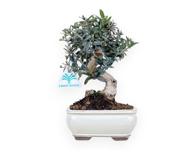 Bonsái de Olea de 23 cm | Maceta rectangular crema