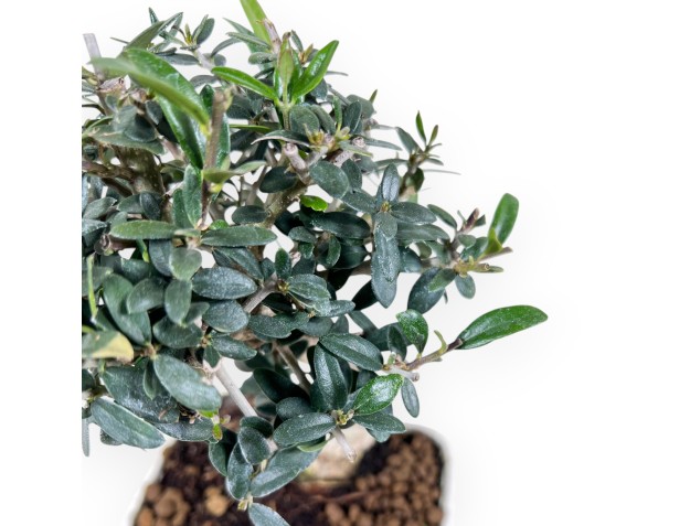Bonsái de Olea de 23 cm | Maceta rectangular crema 2