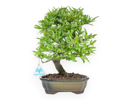 Bonsaï de grenadier de 32 cm | Pot à nuage olive vert