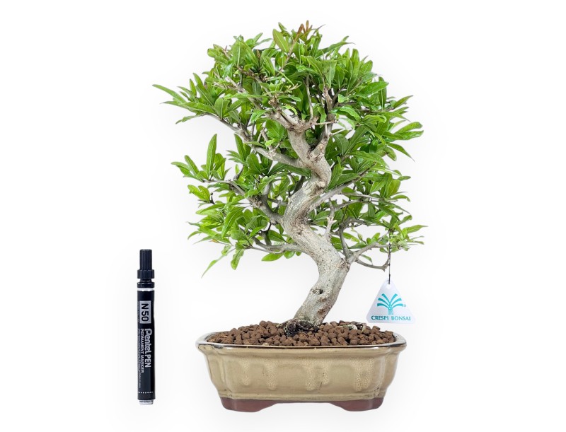 Bonsai di Melograno da 32 cm | Vaso a nuvola verde oliva