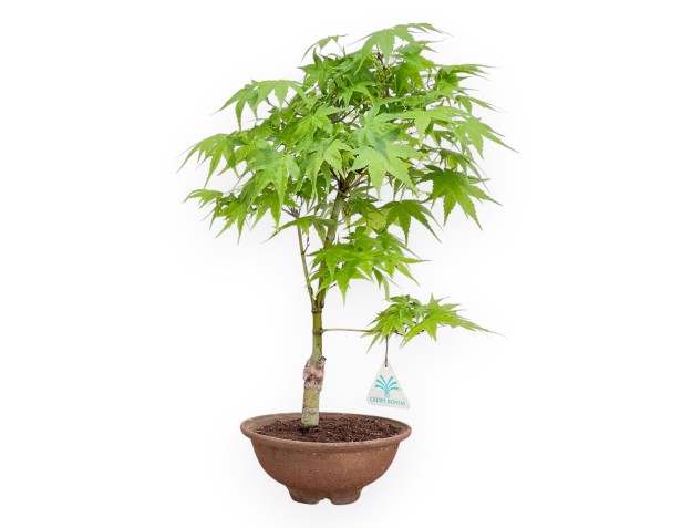 P. Aoyagi maple bonsai 40 cm | Round stoneware pot