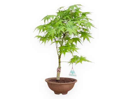 P. Aoyagi Ahorn Bonsai 40 cm | Runder Steinguttopf