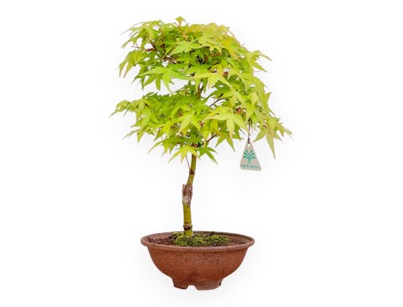 34 cm P. Katsura Ahorn Bonsaibaum | Runder Steinguttopf