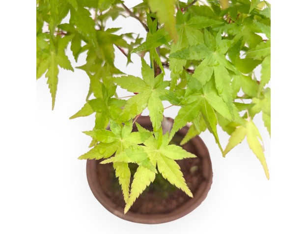 34 cm P. Katsura maple bonsai tree | Round stoneware pot 2