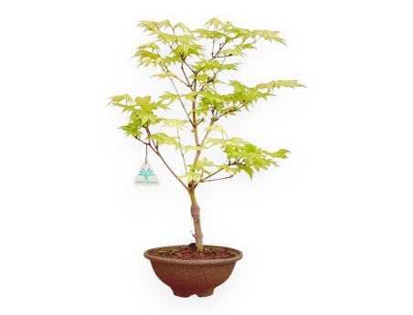 Erable palm. Sigitachi-zawa bonsai 40 cm | Pot rond en grès