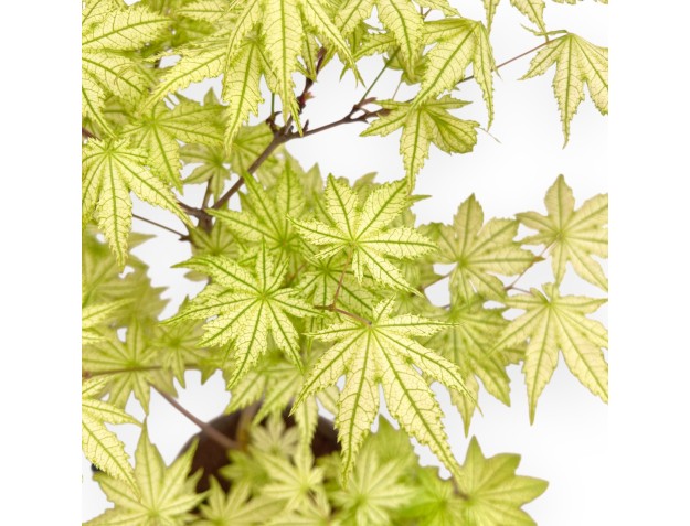 Maple palm. Sigitachi-zawa bonsai 40 cm| Round stoneware pot 2