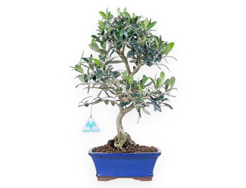 Bonsai of Olea of 42 cm | Rectangular blue pot
