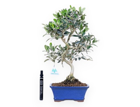 Bonsai di Olea da 42 cm | Vaso rettangolare blu