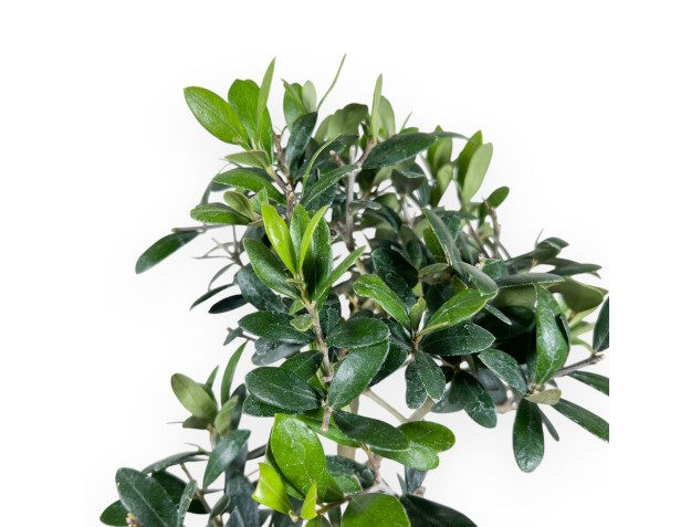 Bonsai di Olea da 42 cm | Vaso rettangolare blu 2