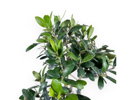 Bonsai von Olea von 42 cm | Blau rechteckig Topf