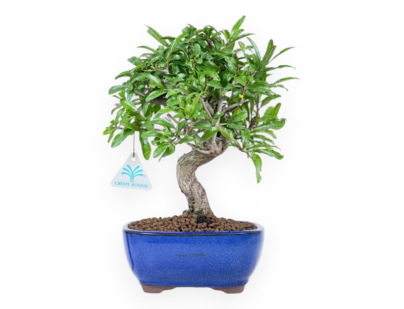 Bonsaï de grenadier de 30 cm | Pot ovale bleu
