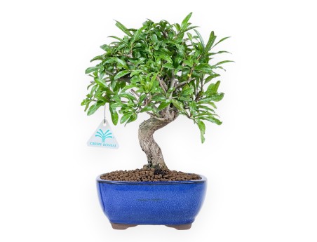 Bonsaï de grenadier de 30 cm | Pot ovale bleu