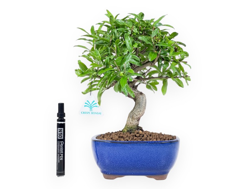 Bonsái de granado de 30 cm | Maceta oval azul