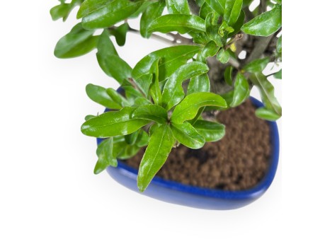 Bonsaï de grenadier de 30 cm | Pot ovale bleu