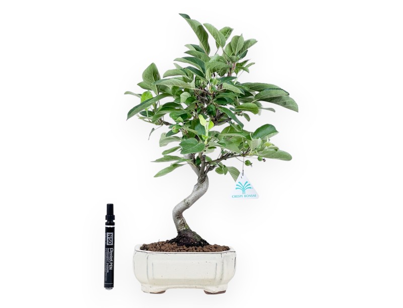 Bonsaï de pommier de 42 cm | Pot rectangulaire crème