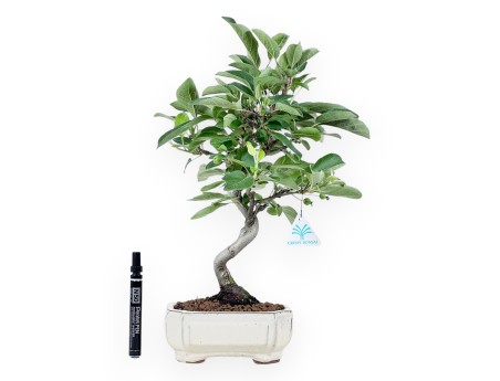 Bonsái de manzano de 42 cm | Maceta rectangular crema