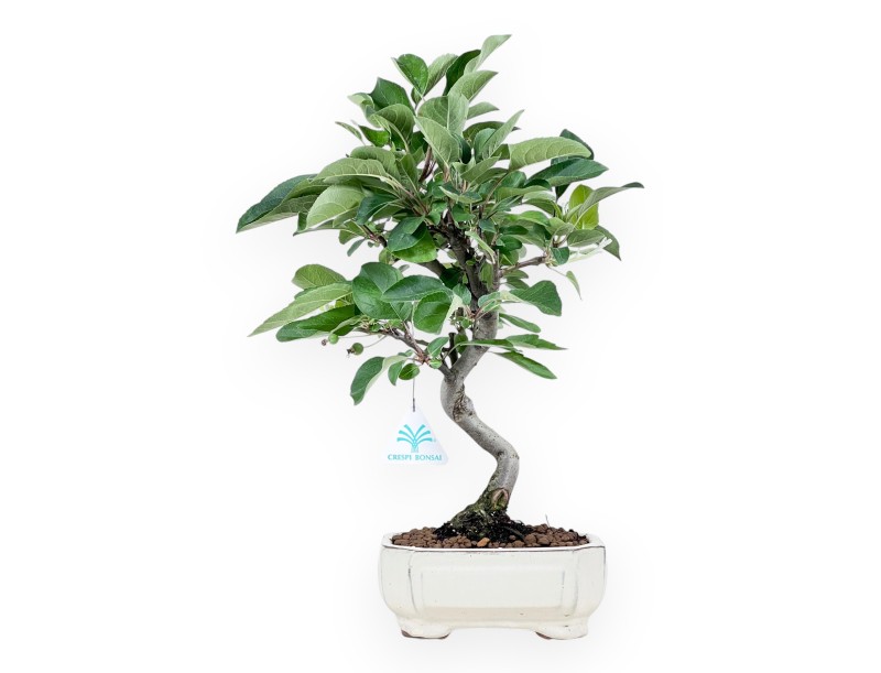 Bonsái de manzano de 42 cm | Maceta rectangular crema