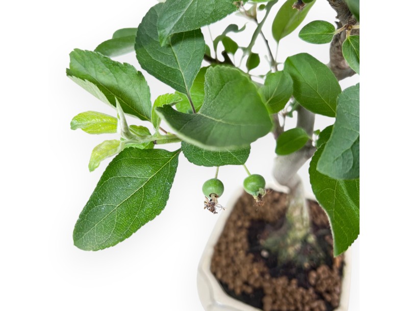 Bonsaï de pommier de 42 cm | Pot rectangulaire crème