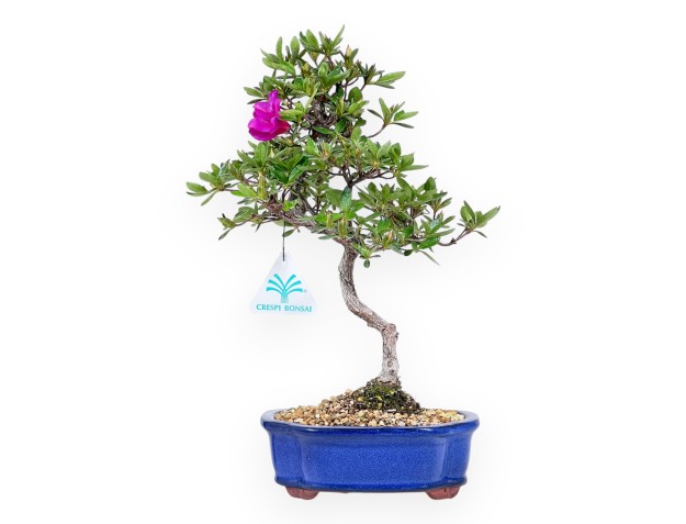 Bonsaï de Azalée de 32 cm | Pot à nuage bleu