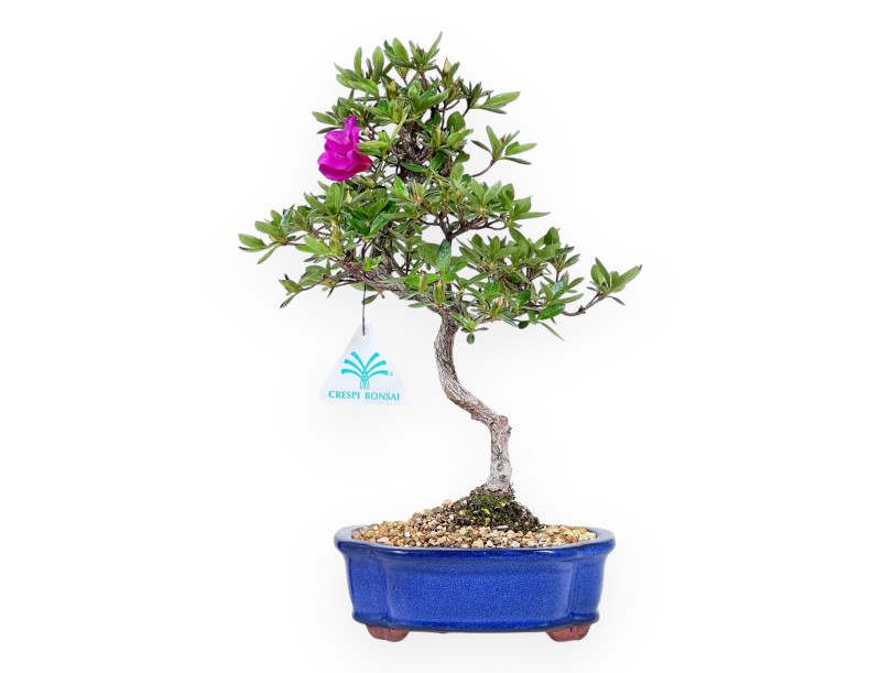 Bonsaï de Azalée de 32 cm | Pot à nuage bleu
