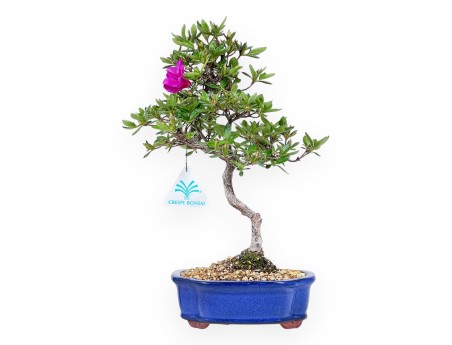 Bonsaï de Azalée de 32 cm | Pot à nuage bleu