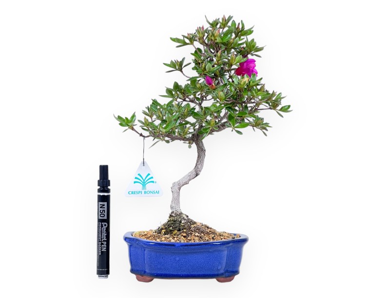 Bonsaï de Azalée de 32 cm | Pot à nuage bleu