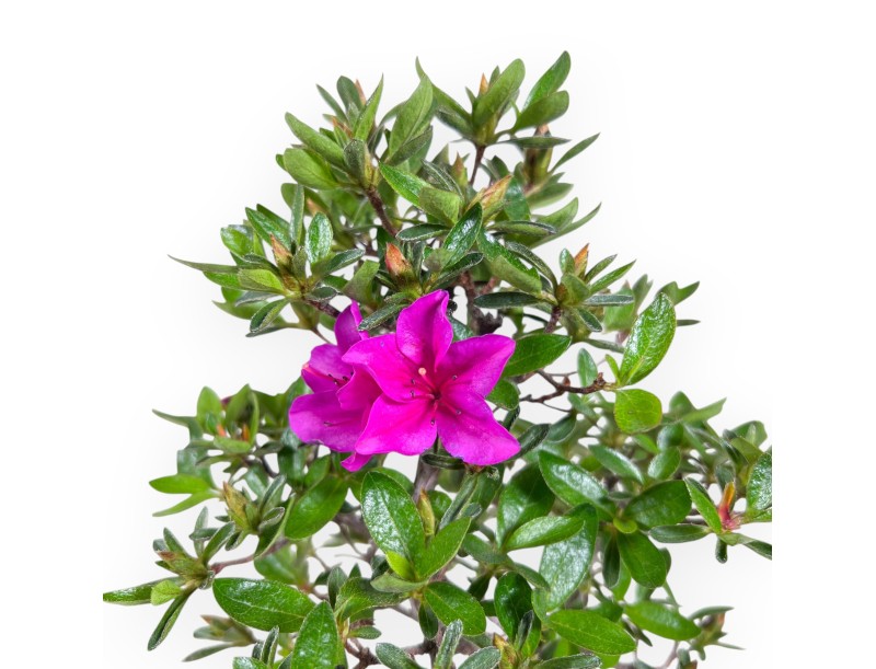 Bonsai di Azalea da 32 cm | Vaso a nuvola crema