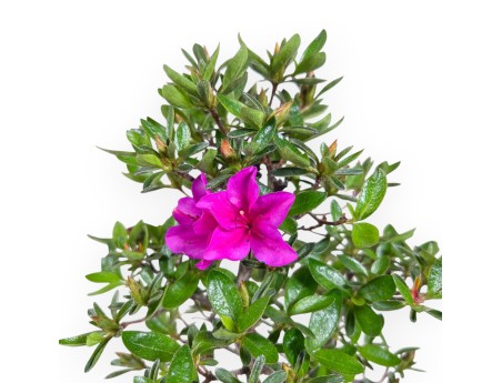Bonsai di Azalea da 32 cm | Vaso a nuvola crema