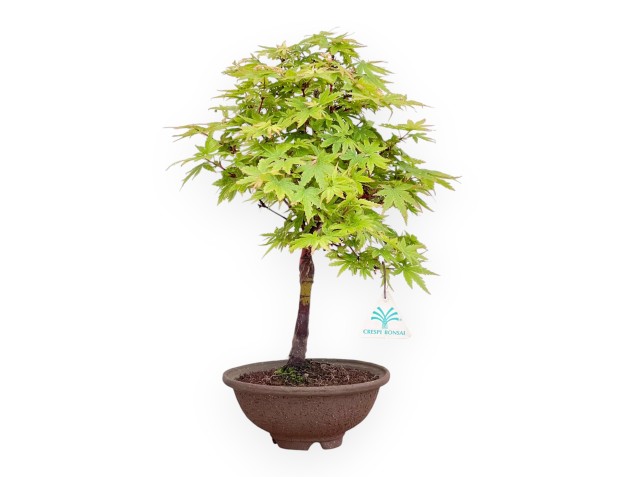 Bonsái de arce de 39 cm | Maceta redondo de gres