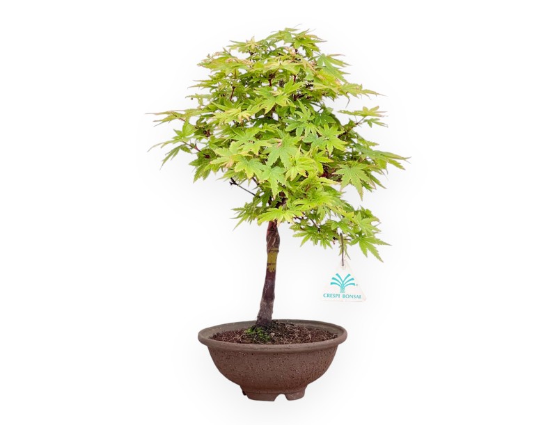 Maple bonsai of 39 cm | Round stoneware pot