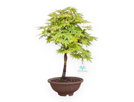 Bonsái de arce de 39 cm | Maceta redondo de gres