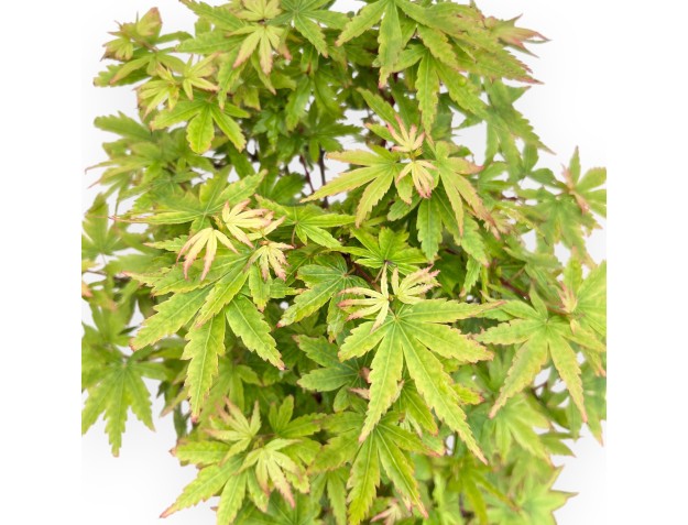 Maple bonsai of 39 cm | Round stoneware pot 2