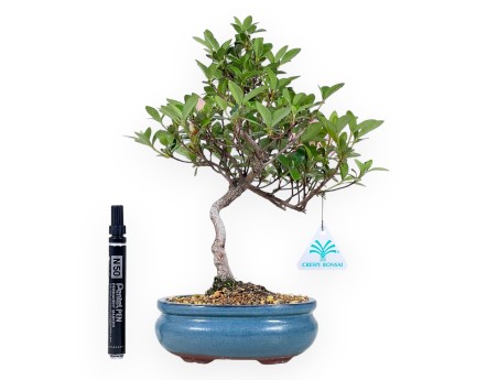 Bonsai di Azalea da 31 cm | Vaso ovale turchese