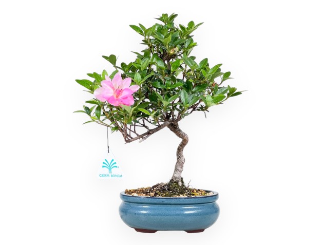 Bonsaï de Azalée de 31 cm | Pot ovale turquoise