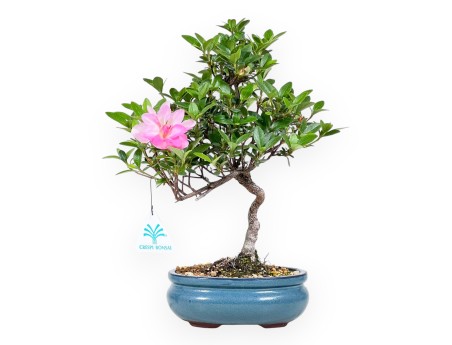 Bonsaï de Azalée de 31 cm | Pot ovale turquoise