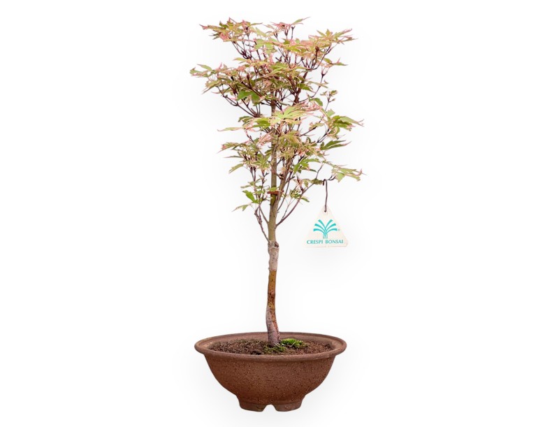 Ahorn palm. Kotonomai Bonsai von 40 cm | Runder Steingut Topf