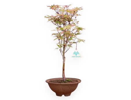 Ahorn palm. Kotonomai Bonsai von 40 cm | Runder Steingut Topf