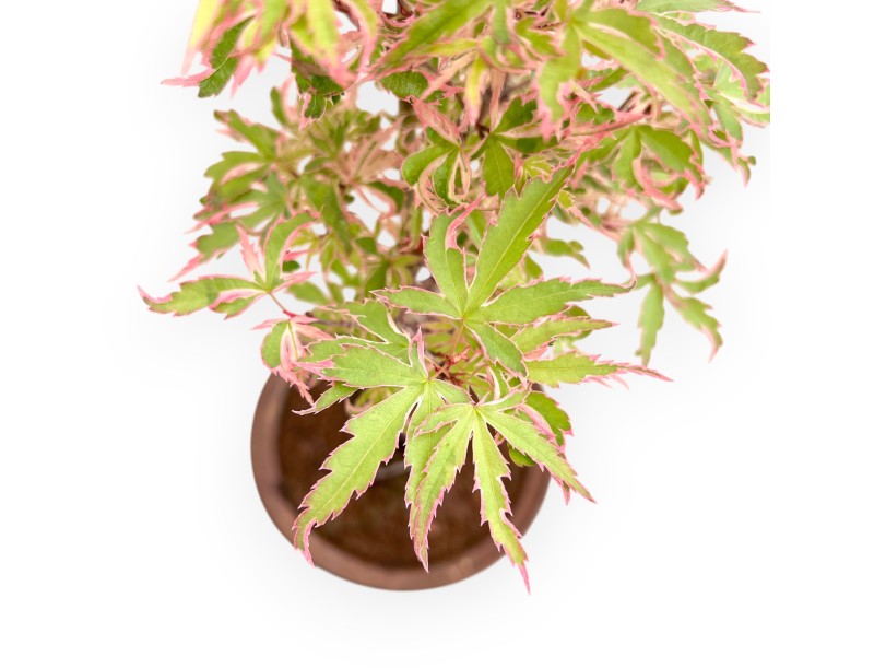 Ahorn palm. Kotonomai Bonsai von 40 cm | Runder Steingut Topf