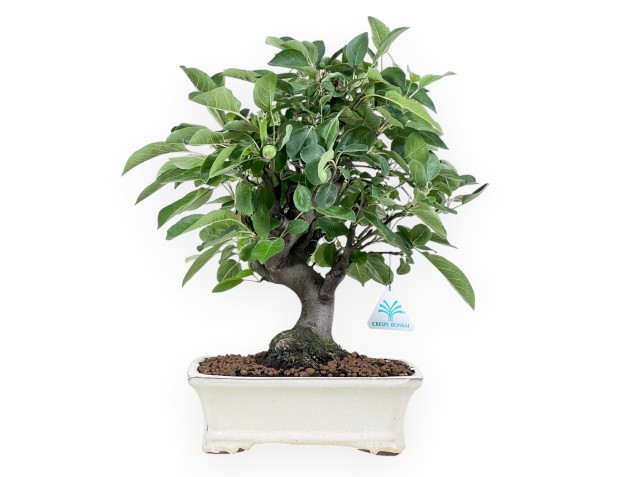 Bonsaï de pommier de 40 cm | Pot rectangulaire crème