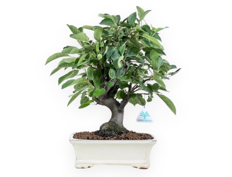 Bonsaï de pommier de 40 cm | Pot rectangulaire crème