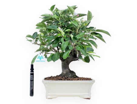 Bonsai di melo da 40 cm | Vaso rettangolare crema