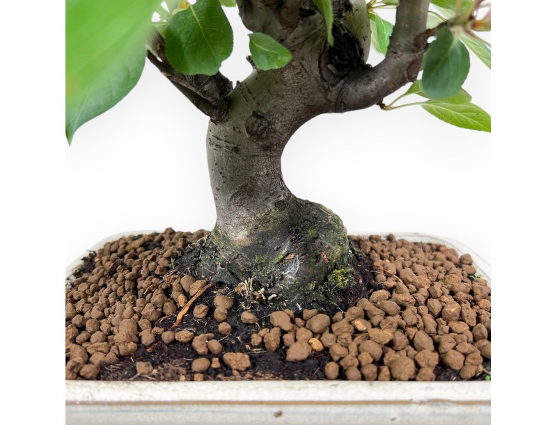 Bonsai di melo da 40 cm | Vaso rettangolare crema