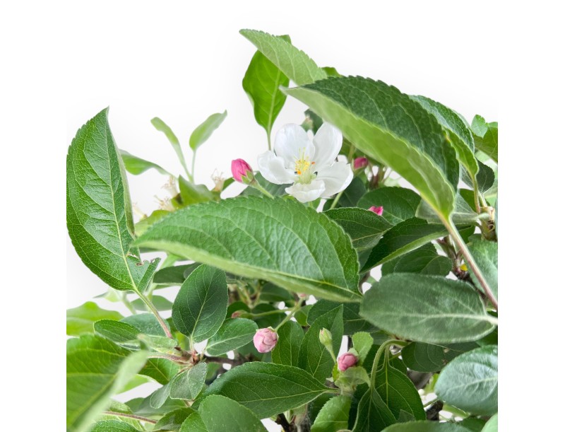 Bonsai of Apple tree of 40 cm | Rectangular cream pot