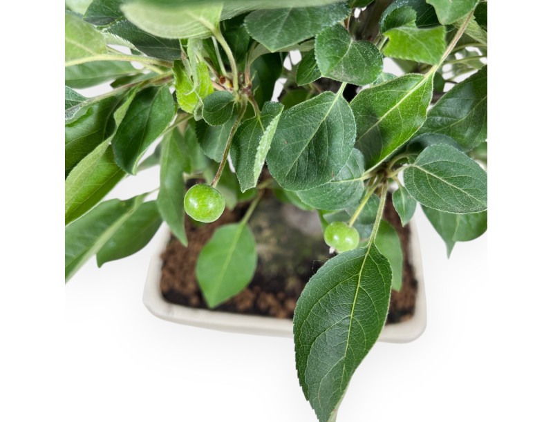 Bonsai of Apple tree of 40 cm | Rectangular cream pot