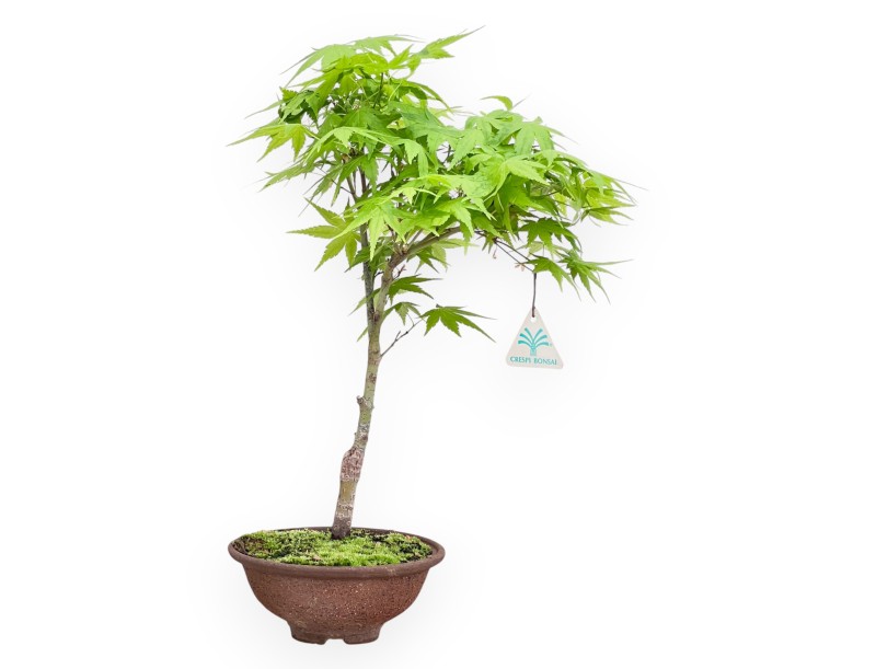 Maple palm. Aoyagi bonsai 41 cm | Round stoneware pot