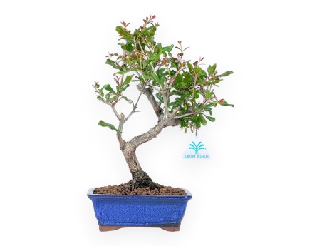 Bonsai di Melograno da 33 cm | Vaso rettangolare blu